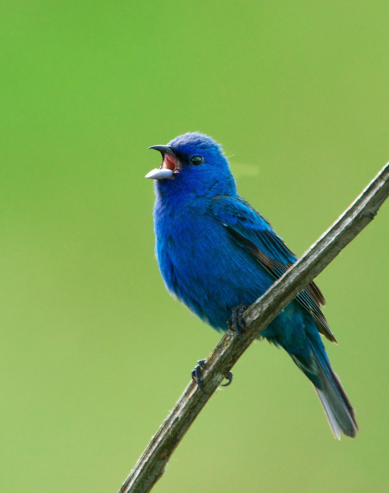 NW Bird Blog: Indigo Bunting